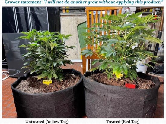pletiful harvest cannabis treated vs untreated