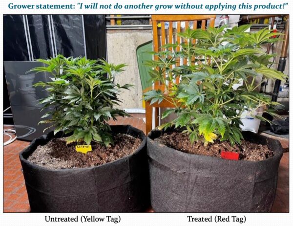 pletiful harvest cannabis treated vs untreated
