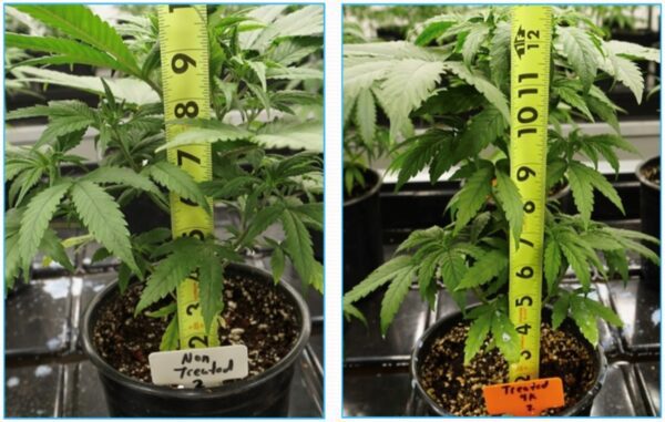 pletiful harvest cannabis treated vs untreated